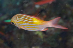 Emperors - Yellowspot Emperor - Gnathodentex aurolineatus