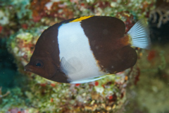 Butterflyfish - Brown-and-white Butterflyfish - Hemitaurichthys zoster