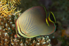 Butterflyfish - Triangle butterflyfish - Chaetodon triangulum