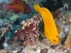 Angelfish - Threespot Angelfish - Apolemichthys trimaculatus