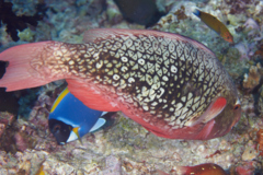 Parrotfish - Ember Parrotfish - Scarus rubroviolaceus