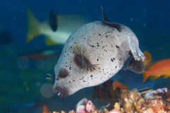 Pufferfish - Black-spotted Puffer - Arothron nigropunctatus