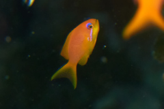 Basslets - Sea Goldie(Jewel Fairy Basslet,Scalefin Anthias) - Pseudanthias squamipinnis