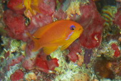 Basslets - Sea Goldie(Jewel Fairy Basslet,Scalefin Anthias) - Pseudanthias squamipinnis