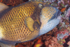 Triggerfish - Titan Triggerfish - Balistoides viridescens