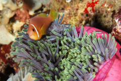 Damselfish - Maldives Anemonefish - Amphiprion nigripes