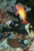 Basslets - Sea Goldie(Jewel Fairy Basslet,Scalefin Anthias) - Pseudanthias squamipinnis