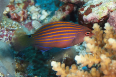 Wrasse - Sixline Wrasse - Pseudocheilinus hexataenia