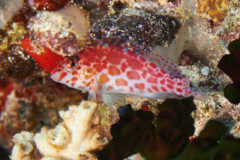 Hawkfish - Pixy Hawkfish - Cirrhitichthys oxycephalus