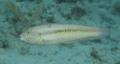 Wrasse - Slippery Dick - Halichoeres bivittatus