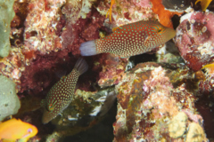 Pufferfish - White-spotted Pufferfish - Canthigaster janthinoptera