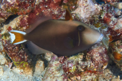 Triggerfish - Flagtail Triggerfish - Sufflamen chrysopterum