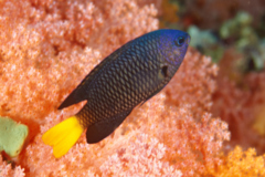 Damselfish - Philippine Damselfish - Pomacentrus philippinus