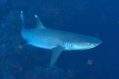 Sharks - Whitetip Reef Shark - Triaenodon obesus