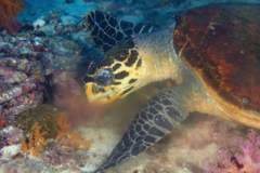 Turtle - Hawksbill Turtle - Eretmochelys imbricata