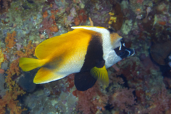 Butterflyfish - Masked Bannerfish - Heniochus monoceros