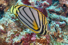 Butterflyfish - Scrawled Butterflyfish - Chaetodon meyeri