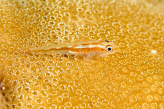 Blennies - Michel's Host Goby - Pleurosicya micheli