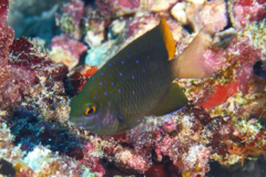 Damselfish - Jewel Damselfish - Plectroglyphidodon lacrymatus