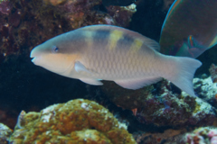 Parrotfish - Fivesaddle Parrotfish - Scarus scaber