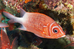 Squirrelfish - Silverspot Squirrelfish - Sargocentron caudimaculatum