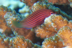 Wrasse - Sixline Wrasse - Pseudocheilinus hexataenia