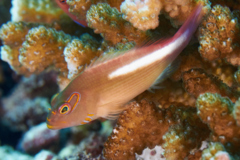 Hawkfish - Ring-eye Hawkfish - Paracirrhites arcatus