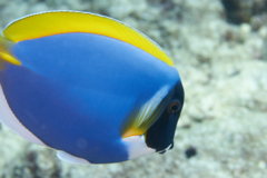 Surgeonfish - Powder Blue - Acanthurus leucosternon