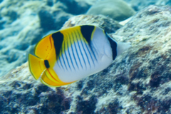 Butterflyfish - Blackwedged butterflyfish - Chaetodon falcula