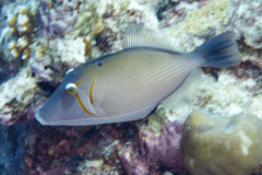 Triggerfish - Boomerang Triggerfish - Sufflamen bursa