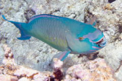 Parrotfish - Ember Parrotfish - Scarus rubroviolaceus