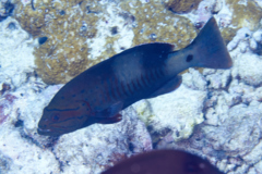 Groupers - Masked Grouper - Gracila albomarginatus