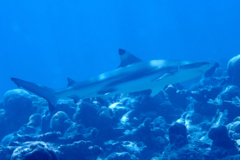 Sharks - Blacktip Reef Shark - Carcharhinus melanopterus