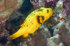 Pufferfish - Black-spotted Puffer - Arothron nigropunctatus