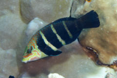 Wrasse - Barred Thicklip Wrasse - Hemigymnus sexfasciatus