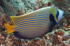 Angelfish - Emperor Angelfish - Pomacanthus imperator