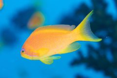 Basslets - Sea Goldie(Jewel Fairy Basslet,Scalefin Anthias) - Pseudanthias squamipinnis