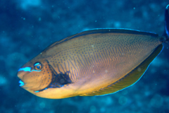 Surgeonfish - Bignose Unicornfish - Naso vlamingii