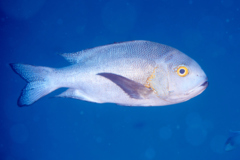 Snappers - Midnight Snapper - Macolor macularis