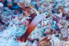 Gobies - Fire Goby - Nemateleotris magnifica