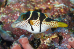 Pufferfish - Blacksaddled Toby - Canthigaster valentini