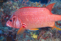 Squirrelfish - Long-jawed Squirrelfish(Sabre Squirrelfish,Giant Squirrelfish,Spiny Squirrelfish) - Sargocentron spiniferum