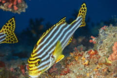 Grunts - Oriental Sweetlips - Plectorhinchus orientalis