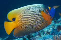 Angelfish - Blue-faced Angelfish - Pomacanthus xanthometopon