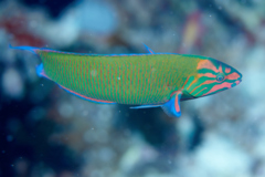 Wrasse - Crescent Wrasse - Thalassoma lunare