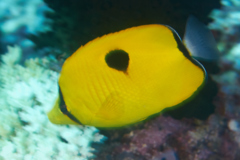 Butterflyfish - Indian Teardrop Butterflyfish - Chaetodon interruptus