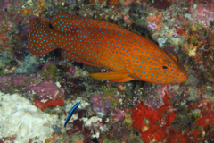 Groupers - Coral Grouper - Cephalopholis miniata