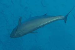 Tunas - Dogtooth Tuna - Gymnosarda unicolor