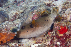 Pufferfish - Black-spotted Puffer - Arothron nigropunctatus