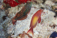 Wrasse - Rare Wrasse - Macropharyngodon bipartitus bipartitus